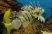 云呼免费网络电话